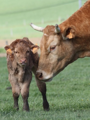 Cow and Calf S